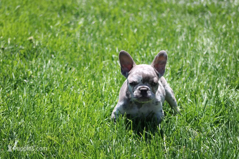 Saint – French Bulldog puppy for sale in Denver, CO