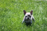 Saint, a male French Bulldog for sale in Denver, CO – 3 of 8