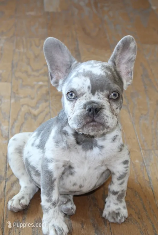 Saint – French Bulldog puppy for sale in Denver, CO