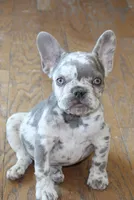 Saint, a male French Bulldog for sale in Denver, CO – 1 of 8