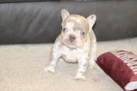 Saint, a male French Bulldog for sale in Denver, CO – 2 of 5