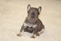 Mochi, a female French Bulldog for sale in Denver, CO – 2 of 3