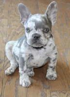 Saint, a male French Bulldog for sale in Denver, CO – 2 of 8