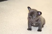 Monroe, a female French Bulldog for sale in Denver, CO – 2 of 6
