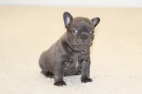Monroe, a female French Bulldog for sale in Denver, CO – 4 of 6