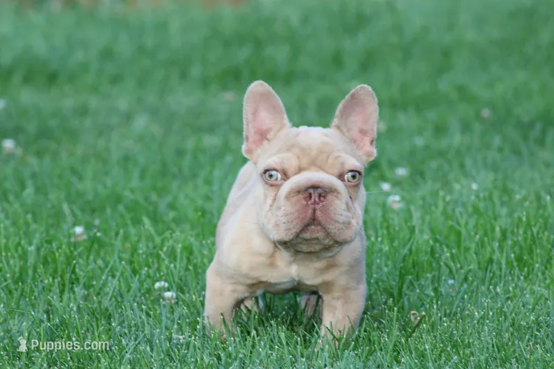 Messiah – French Bulldog puppy for sale in Denver, CO