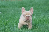 Messiah, a male French Bulldog for sale in Denver, CO – 1 of 3