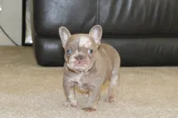 Drake, a male French Bulldog for sale in Denver, CO – 2 of 4