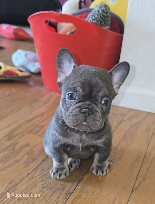 Mochi – French Bulldog puppy for sale in Denver, CO