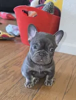 Mochi, a female French Bulldog for sale in Denver, CO – 1 of 5