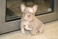 Drake, a male French Bulldog for sale in Denver, CO – 1 of 4