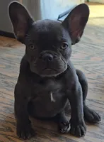 Monroe, a female French Bulldog for sale in Denver, CO – 1 of 7
