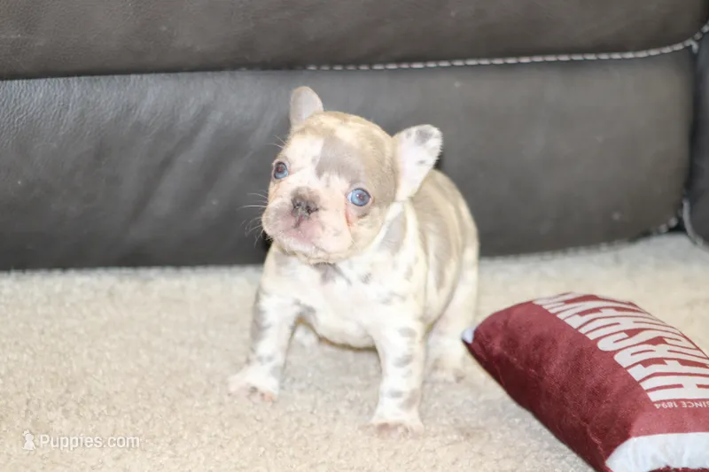 Saint – French Bulldog puppy for sale in Denver, CO