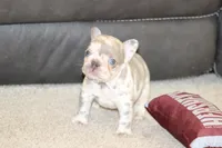 Saint, a male French Bulldog for sale in Denver, CO – 1 of 5