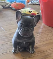 Mochi, a female French Bulldog for sale in Denver, CO – 2 of 5