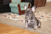 Biggie, a male French Bulldog for sale in Denver, CO – Photo 4 of 6