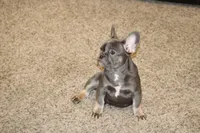 Biggie, a male French Bulldog for sale in Denver, CO – Photo 6 of 6