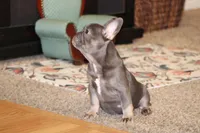 Biggie, a male French Bulldog for sale in Denver, CO – Photo 2 of 6