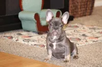 Biggie, a male French Bulldog for sale in Denver, CO – Photo 1 of 6