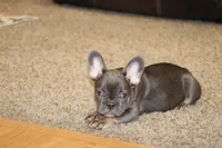 Biggie, a male French Bulldog for sale in Denver, CO – Photo 3 of 6