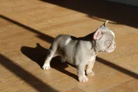 Drake, a male French Bulldog for sale in Denver, CO – 3 of 4