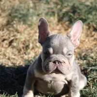 Wednesday, a female French Bulldog for sale in Denver, CO – Photo 2 of 9