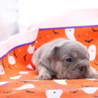 Wednesday, a female French Bulldog for sale in Denver, CO – Photo 9 of 9