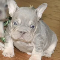 Wednesday, a female French Bulldog for sale in Denver, CO – Photo 7 of 9