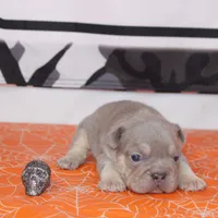 Wednesday, a female French Bulldog for sale in Denver, CO – Photo 5 of 9