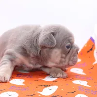 Wednesday, a female French Bulldog for sale in Denver, CO – Photo 8 of 9