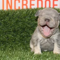 Wednesday, a female French Bulldog for sale in Denver, CO – Photo 6 of 9