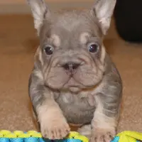 Wednesday, a female French Bulldog for sale in Denver, CO – Photo 4 of 9