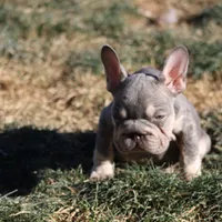 Wednesday, a female French Bulldog for sale in Denver, CO – Photo 3 of 9