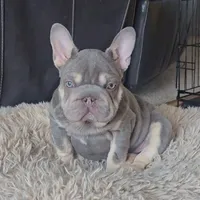 Wednesday, a female French Bulldog for sale in Denver, CO – Photo 1 of 9