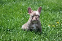 Drake, a male French Bulldog for sale in Denver, CO – 3 of 7