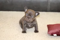 Monroe, a female French Bulldog for sale in Denver, CO – 6 of 6