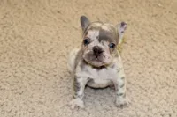 Saint, a male French Bulldog for sale in Denver, CO – 5 of 5