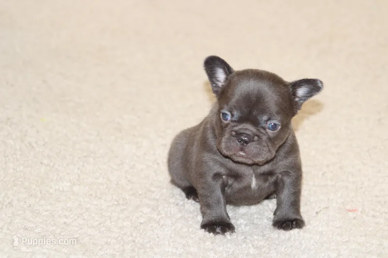 Monroe, a female French Bulldog for sale in Denver, CO – 1 of 6