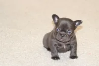Monroe, a female French Bulldog for sale in Denver, CO – 1 of 6