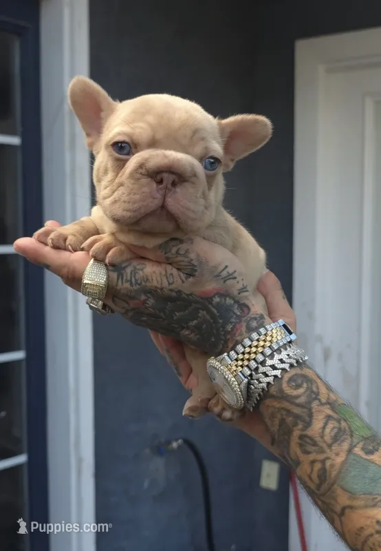 Messiah – French Bulldog puppy for sale in Denver, CO