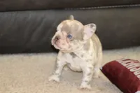 Saint, a male French Bulldog for sale in Denver, CO – 3 of 5