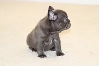 Monroe, a female French Bulldog for sale in Denver, CO – 3 of 6
