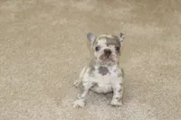 Saint, a male French Bulldog for sale in Denver, CO – 4 of 5