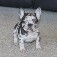 Jasmine, a female French Bulldog for sale in Denver, CO – Photo 3 of 4