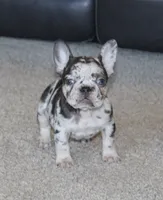 Jasmine, a female French Bulldog for sale in Denver, CO – Photo 3 of 4