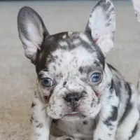 Jasmine, a female French Bulldog for sale in Denver, CO – Photo 4 of 4