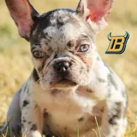 Jasmine, a female French Bulldog for sale in Denver, CO – Photo 2 of 4