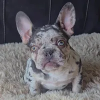 Jasmine, a female French Bulldog for sale in Denver, CO – Photo 1 of 4