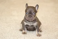 Mochi, a female French Bulldog for sale in Denver, CO – 3 of 3