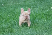 Messiah, a male French Bulldog for sale in Denver, CO – 2 of 3